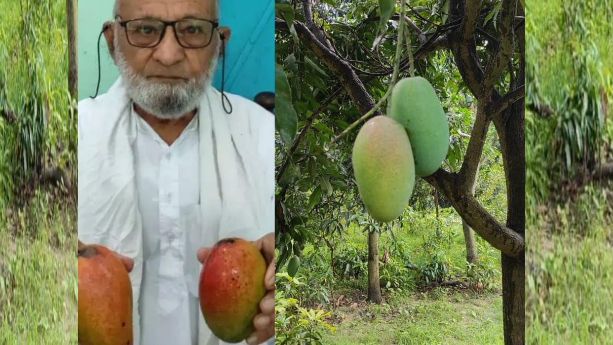 padmshree kalimullah discovered a unique quality of mango.