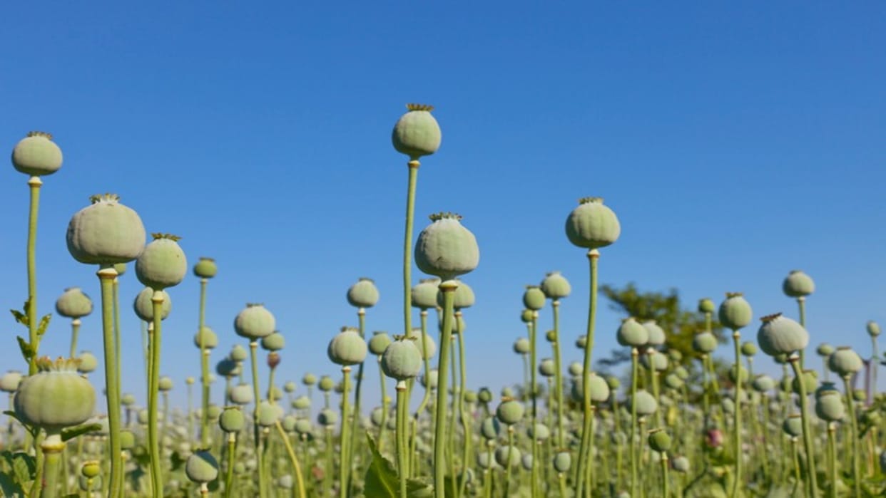 History Of Opium And Its Uses In Drugs and Medicine
