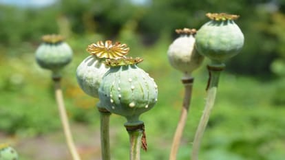 History Of Opium And Its Uses In Drugs and Medicine