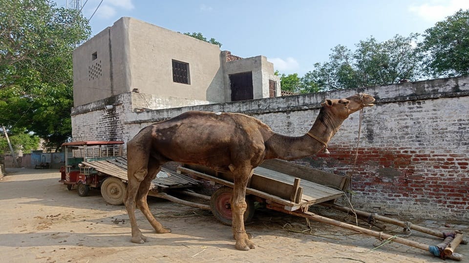 Camel attacked and killed the woman