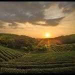 Darjeeling