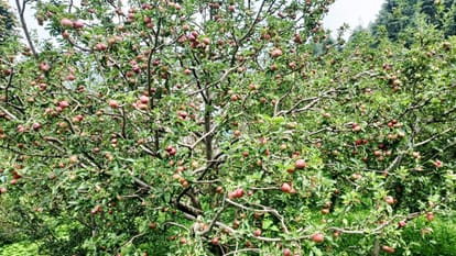 production is less, now roads are closed, apple crate is being sold for Rs 300