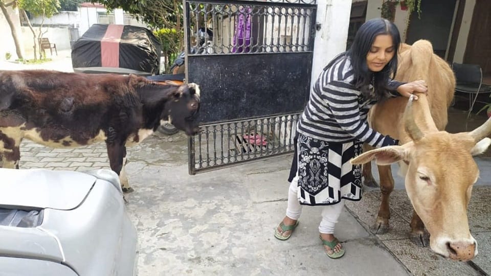 Benu Pandey is fulfilling the duty of humanity by serving the injured animals