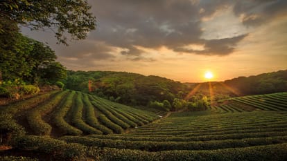 Darjeeling