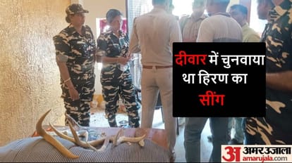 Seven deer horns and three kilos of ganja recovered from sadhu house in maharajganj