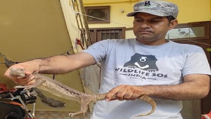 Wildlife SOS team rescues monitor lizard entered house in agra