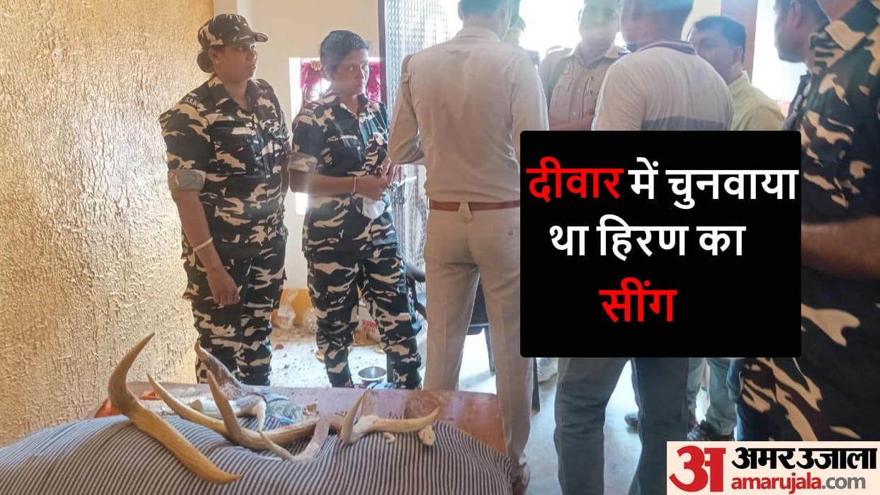 Seven deer horns and three kilos of ganja recovered from sadhu house in maharajganj