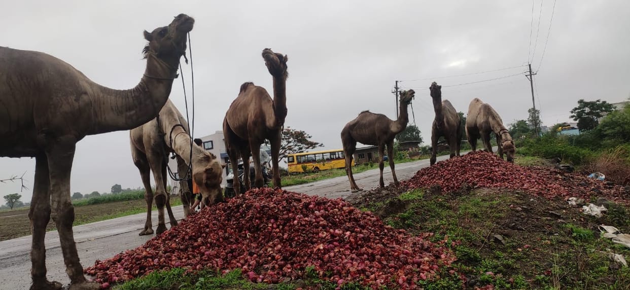 Onion of farmers kept in stock started getting spoiled, thrown on the roadside, camels are eating it