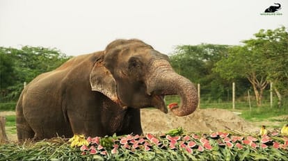 इनसे समझो क्या होती है आजादी: पांच दशकों तक जंजीरों में जकड़ा रहा, अब राजू ले रहा खुली हवा में सांस Raju celebrated the 10th year of independence at the Elephant Conservation Home