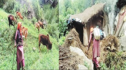 Kullu News: खुद खाने को मिले या नहीं, लावारिस पशुओं का पेट भर रहीं 73 साल की लूरमा देवी 73 year-old Lurma Devi is feeding stray animals, Whether she gets food or not