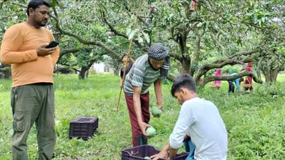 Himachal News: Sirmour Mango supply to Bangladesh and Nepal Export of a 600 tons