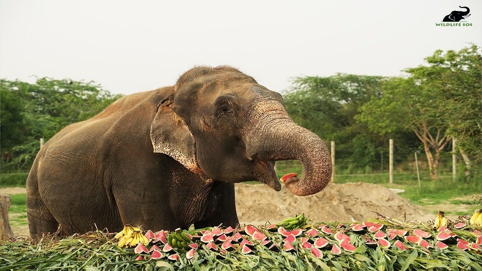 Raju celebrated the 10th year of independence at the Elephant Conservation Home