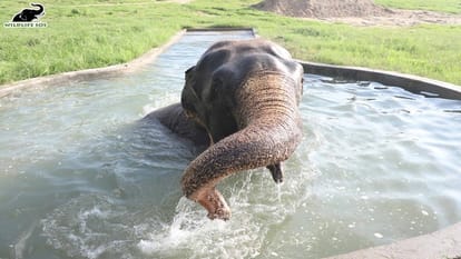 Raju celebrated the 10th year of independence at the Elephant Conservation Home