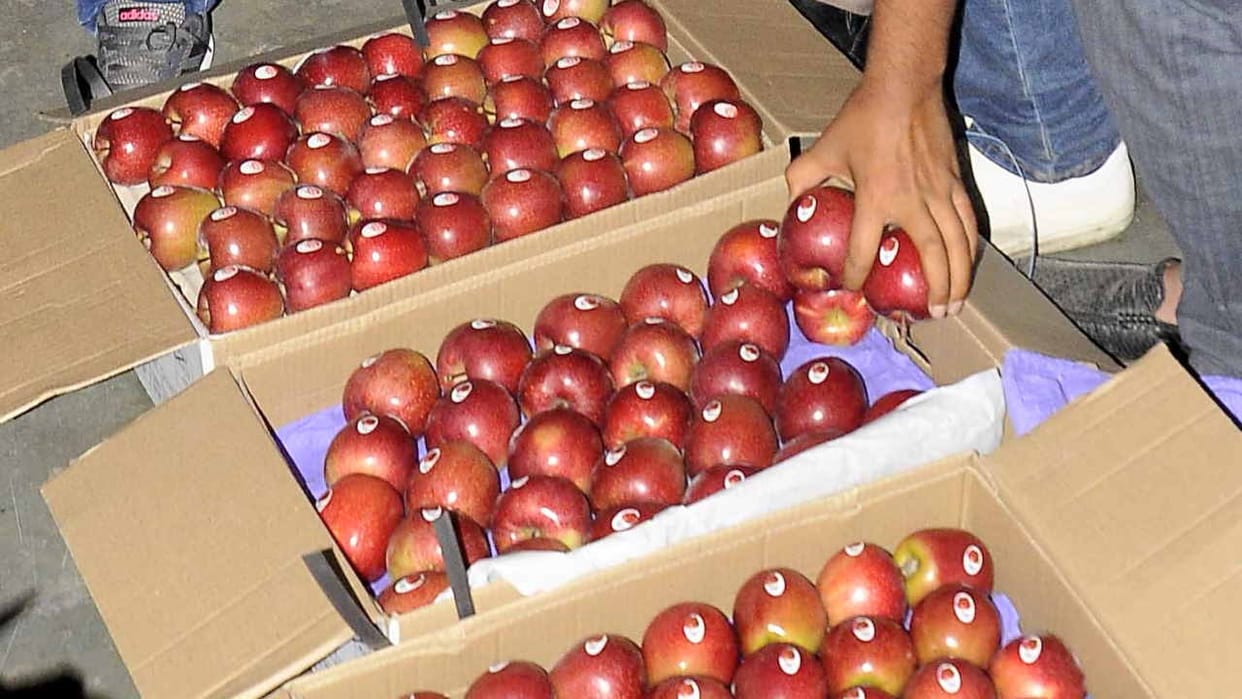 The govt will take a final decision on the condition of maximum 24 kg apples in the box, brainstorming in the
