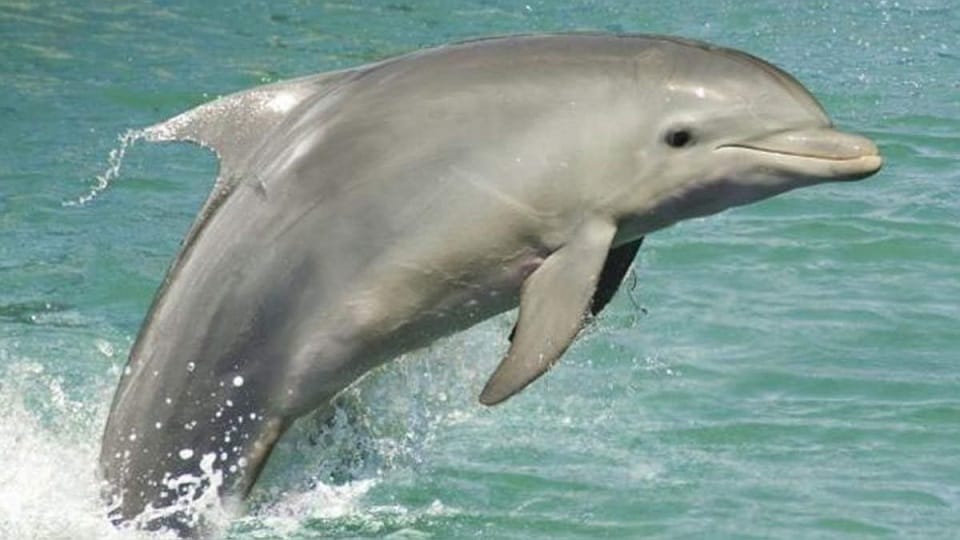 Dolphin Century will attract tourists along with Chambal Century agra up news