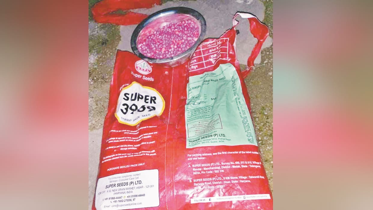 Himachal Solan News: maize seed uncertified CM Office orders Probe
