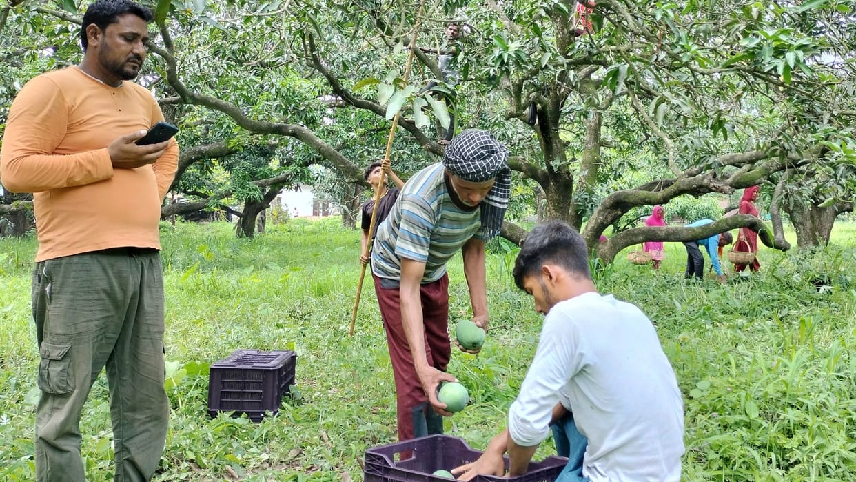 Himachal News: Sirmour Mango supply to Bangladesh and Nepal Export of a 600 tons