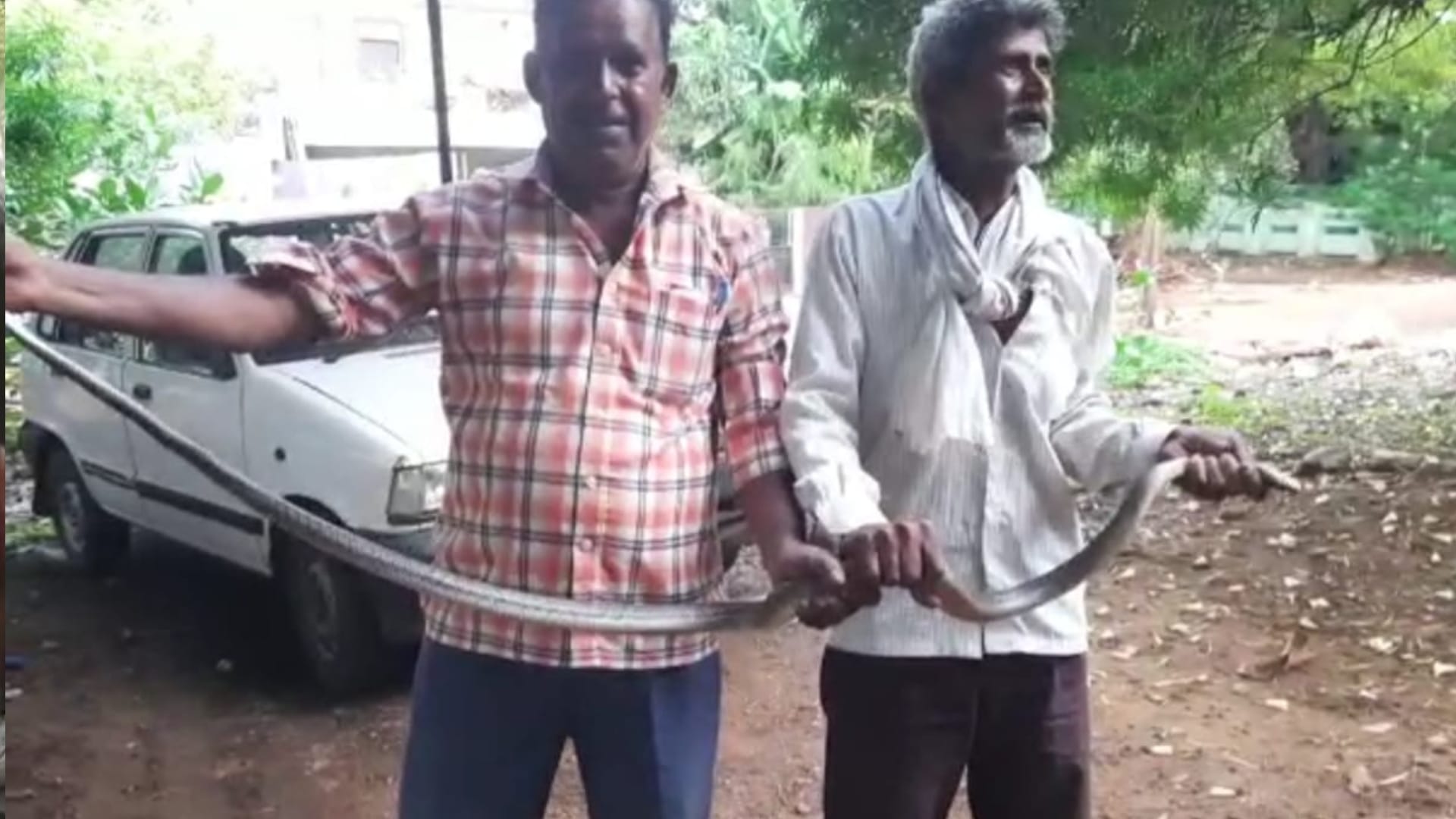 सात फीट लंबा घोड़ा पछाड़ सांप