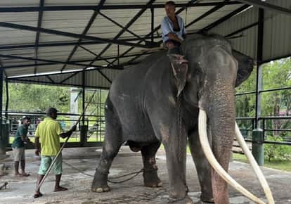 Thai elephant in Sri Lanka