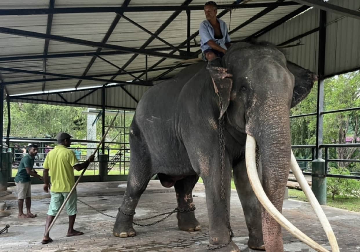 Thai elephant in Sri Lanka to return home for treatment