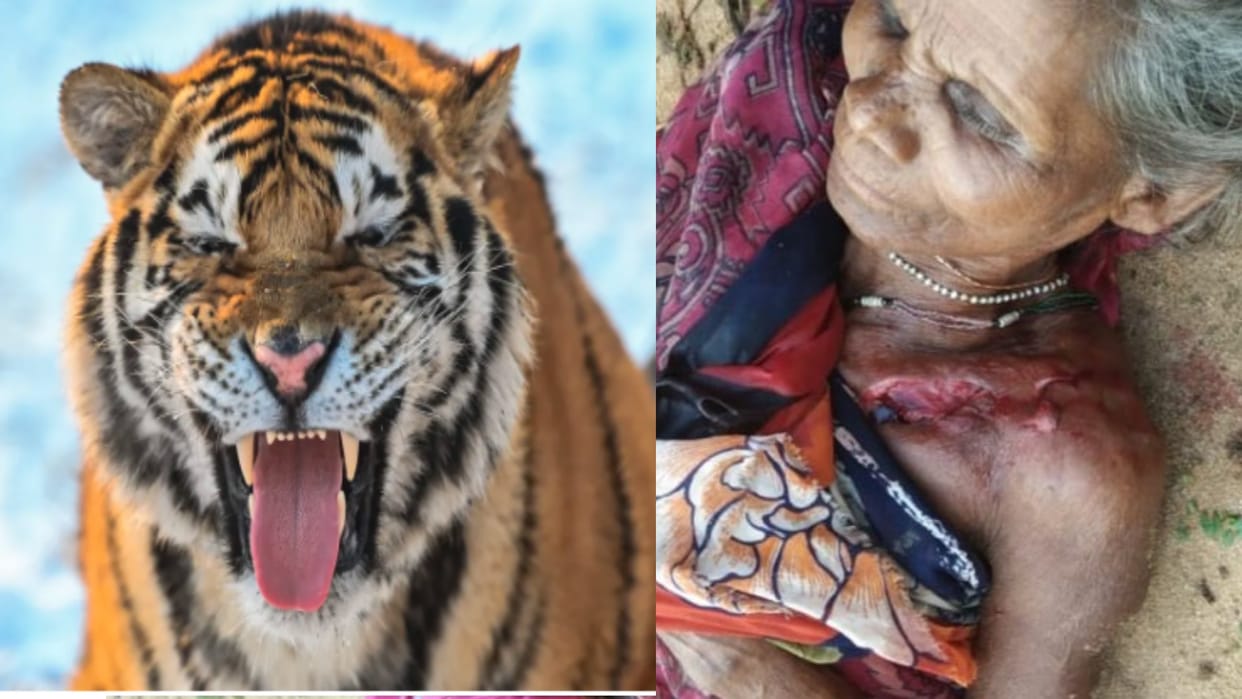 Tiger Attack: Tiger attacked old woman in Bandhavgarh Tiger Reserve