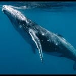 Ambergris Found In Dead Whale