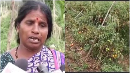 Tomatoes worth Rs 2.5 lakh stolen in Karnataka’s Hassan