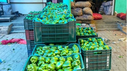 Solan News: टमाटर के बाद अब शिमला मिर्च के दामों में उछाल, 50 रुपये किलो बिकी himachal Solan News: farmers get good price of capsicum in solan