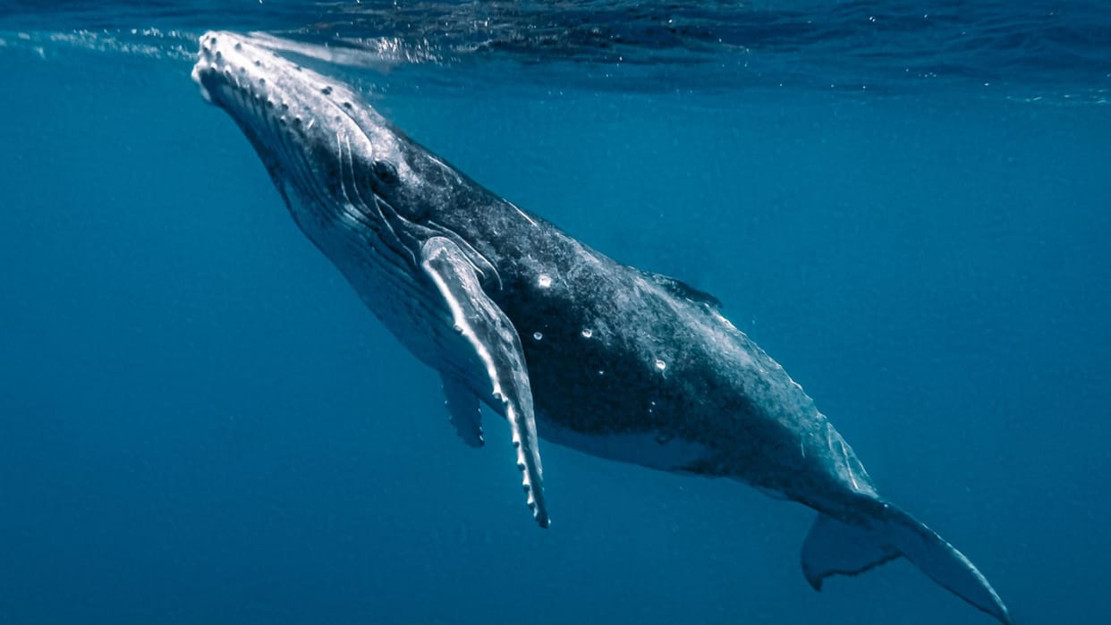 44 crores rupees floating Gold Found In Dead Whale In Canary Islands