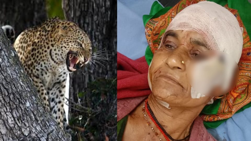 Mother in law fight with Leopard to save her daughter in law in Rudraprayag Uttarakhand News in Hindi