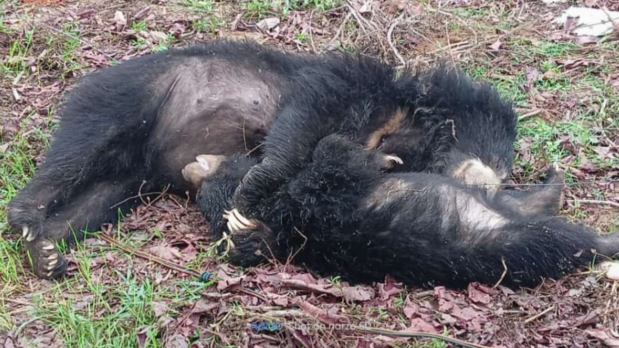 Female bear and her cub die of electrocution in Kanker