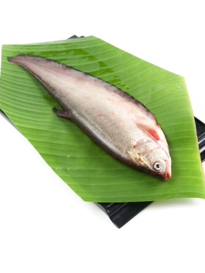 fish
