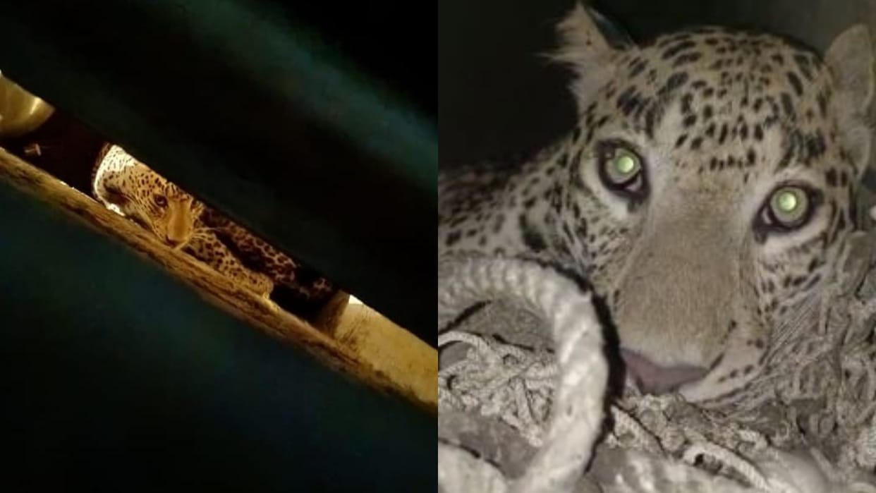 Neighbors saved child's life from leopard entering the house