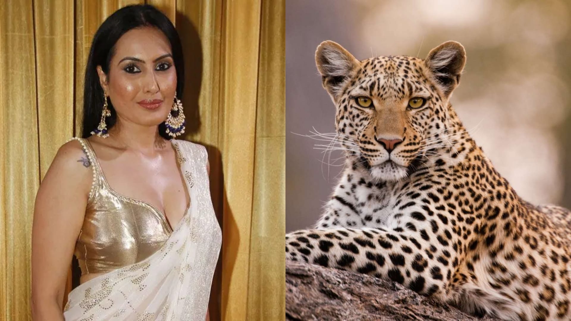 Leopard enters sets of Shoaib Ibrahim Tv show Ajooni At Goregaon Film City attacks dog see viral video
