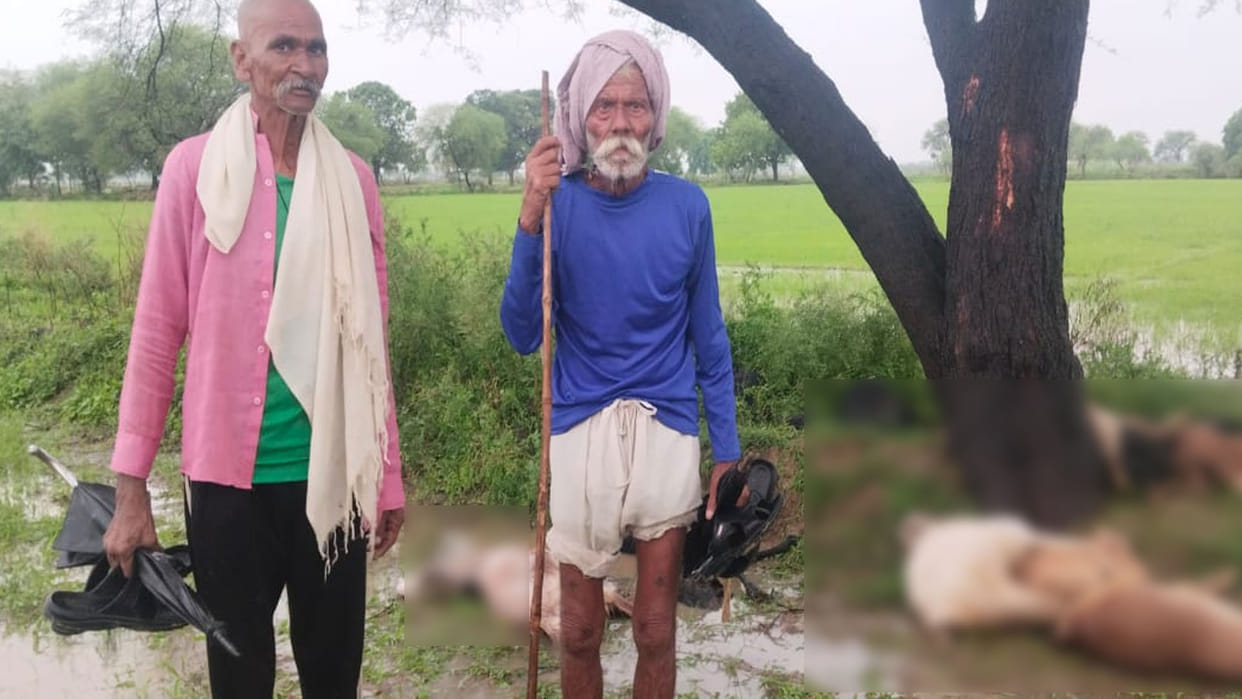 Hamirpur: Woman and 13 goats died due to lightning