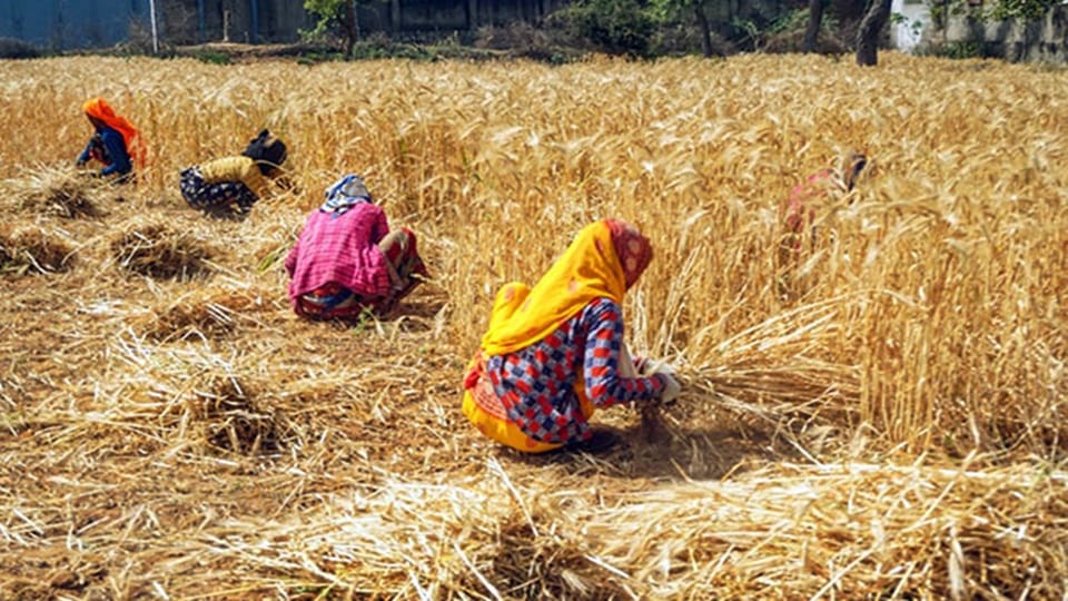 Finance Ministry says Normal monsoon, adequate inputs augur well for India kharif crop