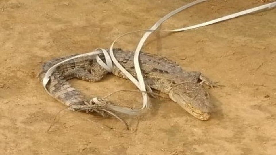 Baby crocodile found in Piploi's pond