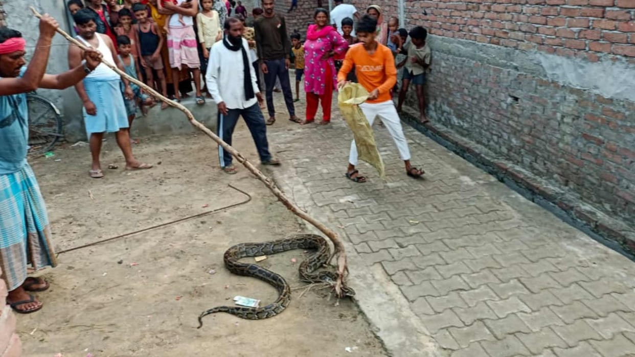 python hunt hen eating grain at door in maharajganj