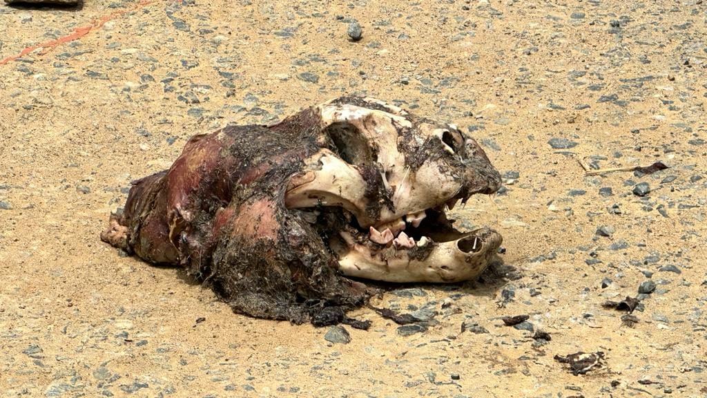 MP News: Beheaded tiger found in Satpura tiger reserve, forest department claims, samples sent for testing