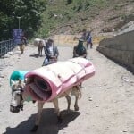 जम्मू में बालटाल मार्ग पर खच्चर