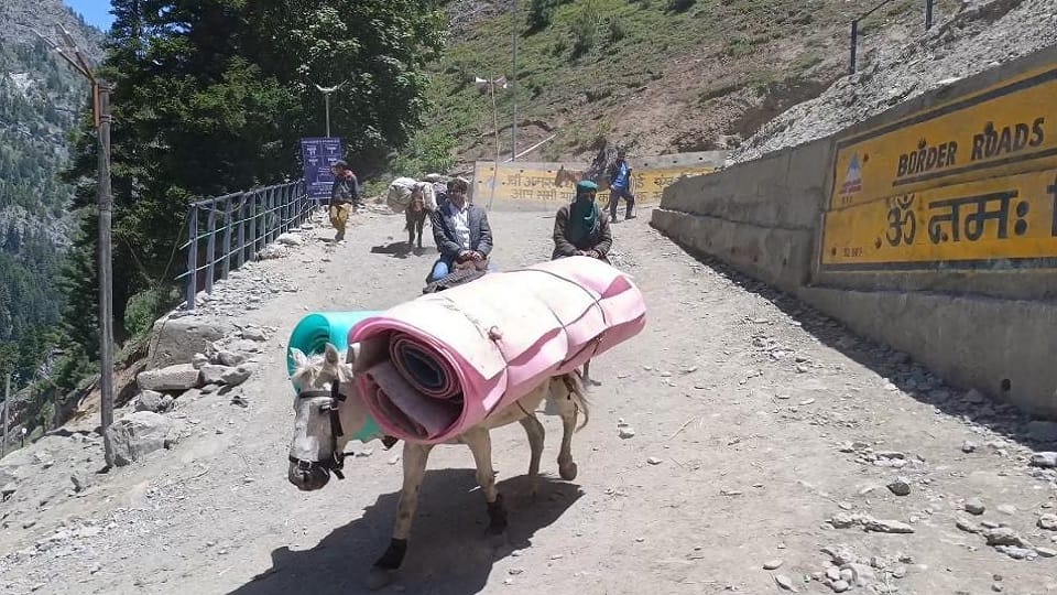 Amarnath Yatra 2023: Three horses died due to electrocution in Baltal