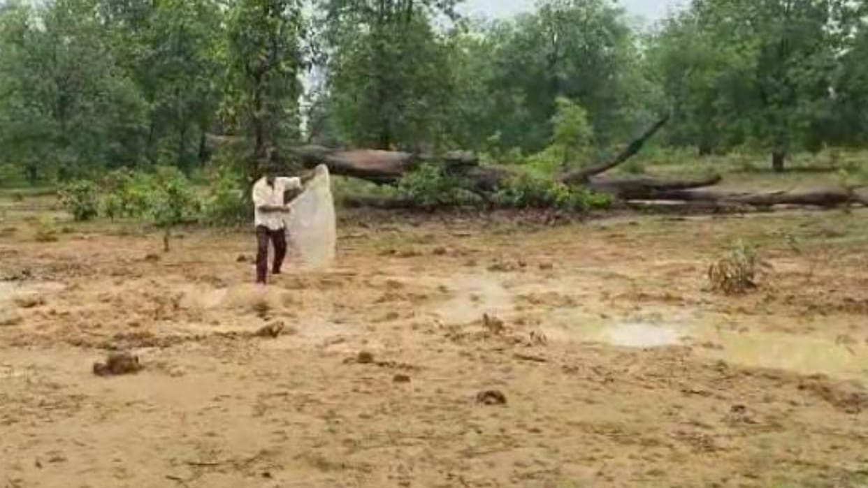 chhattisgarh wildlife; baby elephant Dead body found in field in Korba