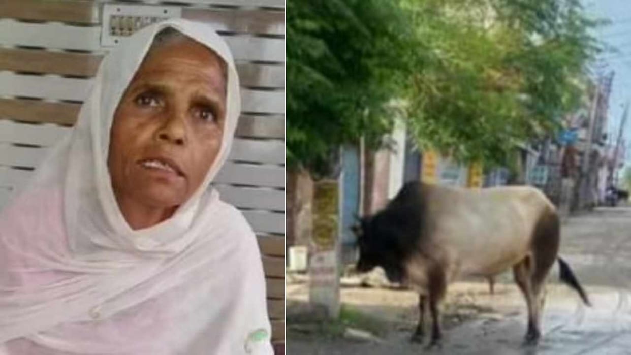 A 60 year old woman died attack by bull in Yamunanagar of Haryana