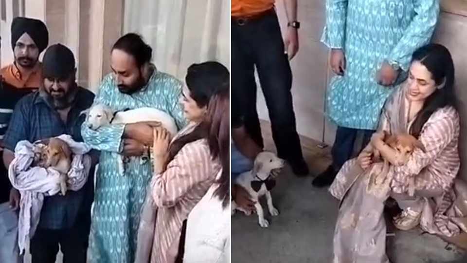 Now two abandoned dogs of Amritsar will live in Canada