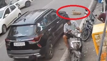 driver rammed suv car on dog sitting on roadside in vikaspuri