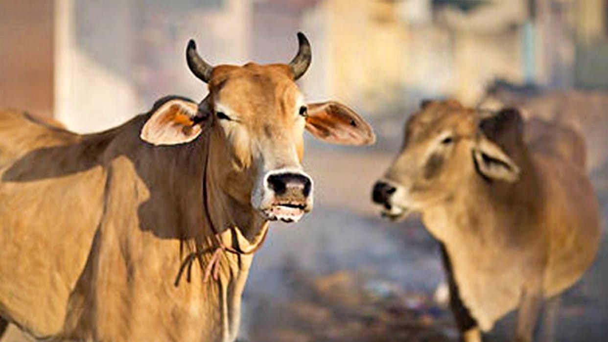MP News Unnatural act with cow in Damoh police search of minor accused