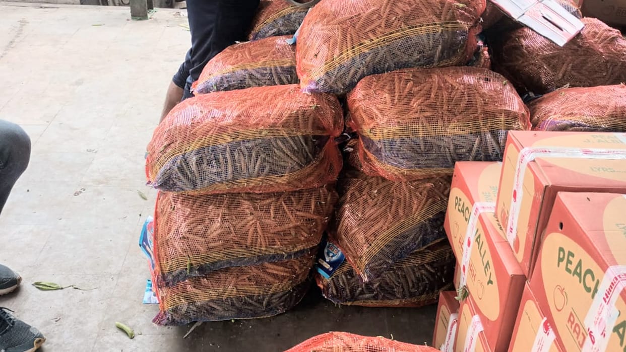 Lahaul pea crop reached in Mandis farmers get 66 rupee price per kg