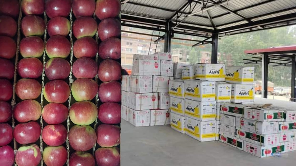 Apples Early variety Tydeman reached in Mandi farmers get good price