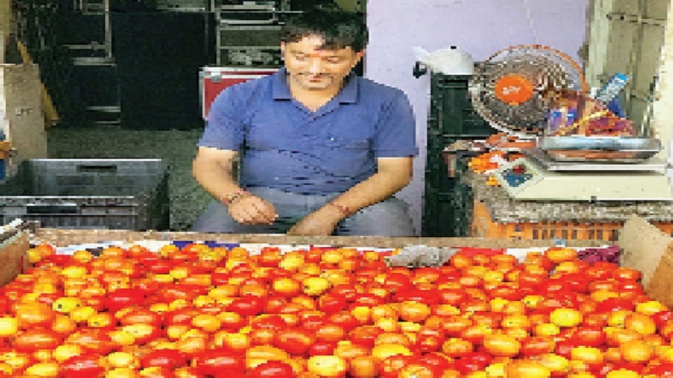 Most expensive tomato sold in Udhampur, Jammu Kashmir, running rate of Rs 150 per kg