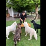 MS Dhoni, celebrated, Dhoni 42nd birthday, Dhoni Birthday Celebration pet dogs, Posted Video, Watch